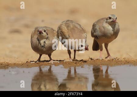 Chukar Partridge oder Chukar (Alectoris chukar) fotografiert in Israel, in der Nähe eines Wasserpools Negev Wüste. Ein paläarktischer Hochland-Gamebird im Fasanenfam Stockfoto