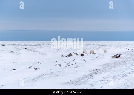 Die arktische Tundra-Gegend von Churchill, Manitoba. Eisbären Hauptstadt der Welt mit Bären, die in der Aufnahme zu sehen sind. Landschaftsaufnahme der Hudson Bay. Stockfoto