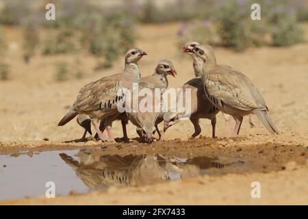 Chukar Partridge oder Chukar (Alectoris chukar) fotografiert in Israel, in der Nähe eines Wasserpools Negev Wüste. Ein paläarktischer Hochland-Gamebird im Fasanenfam Stockfoto