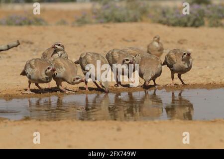 Chukar Partridge oder Chukar (Alectoris chukar) fotografiert in Israel, in der Nähe eines Wasserpools Negev Wüste. Ein paläarktischer Hochland-Gamebird im Fasanenfam Stockfoto