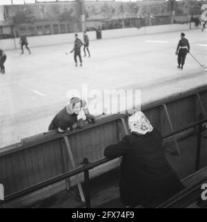 Eishockey im Apollohal in Amsterdam, Oktober 1945, Eishockey, Sport, Niederlande, 20. Jahrhundert Presseagentur Foto, Nachrichten zu erinnern, Dokumentarfilm, historische Fotografie 1945-1990, visuelle Geschichten, Menschliche Geschichte des zwanzigsten Jahrhunderts, Momente in der Zeit festzuhalten Stockfoto