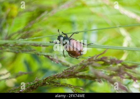 Ein glitzernder Käfer. Makroaufnahme mit einem braunen Käfer auf einem grünen Blatt. Flora und Fauna der Karpaten Stockfoto