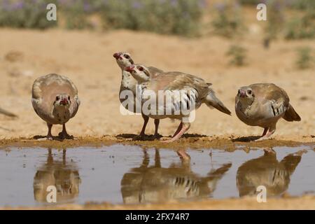 Chukar Partridge oder Chukar (Alectoris chukar) fotografiert in Israel, in der Nähe eines Wasserpools Negev Wüste. Ein paläarktischer Hochland-Gamebird im Fasanenfam Stockfoto