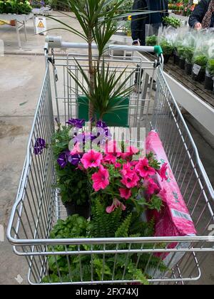 Einkaufswagen mit Blumen in einer Baumschule. Stockfoto