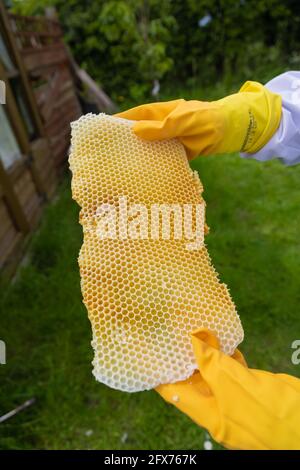 Wilde Honigwabe aus einem Bienenstock entfernt Stockfoto