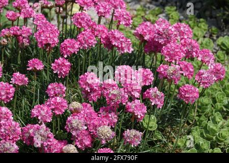 Schwarz-blättrige Thrift Armeria maritima Blumen Stockfoto