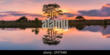 Sonnenuntergang im Dwingelderveld National Park, einem Nationalpark in der niederländischen Provinz Drenthe, etwa im Dreieck von Dwingeloo, Ruinen und bei Stockfoto