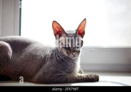 Lustige Katze sitzt auf der Fensterbank. Eine schöne graue Sphinx Katze. Selektiver Fokus mit geringer Schärfentiefe Stockfoto