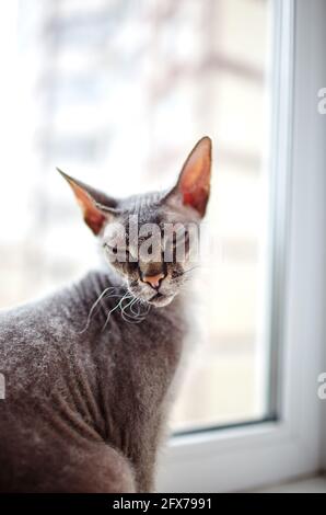 Lustige Katze sitzt auf der Fensterbank. Eine schöne graue Sphinx Katze. Selektiver Fokus mit geringer Schärfentiefe Stockfoto