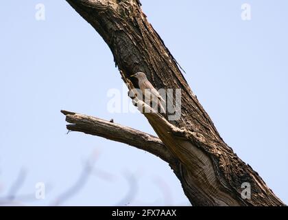 Kastanienschwanz-Starling (Sturnia malabarica), der auf einem Ast steht, mit hellem Kopf, dunklen Flügelspitzen und einem orangischen Bauch und Rumpf. Stockfoto