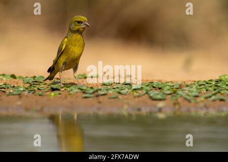 Europäischer Grünfink (Carduelis chloris) ein kleiner Singvögel aus der Finkenfamilie Fringillidae. Fotografiert in der Nähe einer Wasserpfütze im Negev des Stockfoto