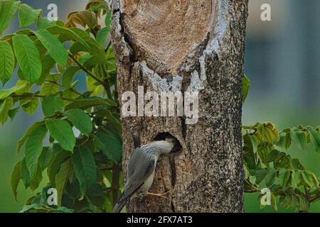 Kastanienschwanz-Starling (Sturnia malabarica) füttert ihre Jungvögel.Bale-Kopf-Starling mit dunkel gekippten Flügeln und einem orangischen Bauch und Rumpf. Stockfoto