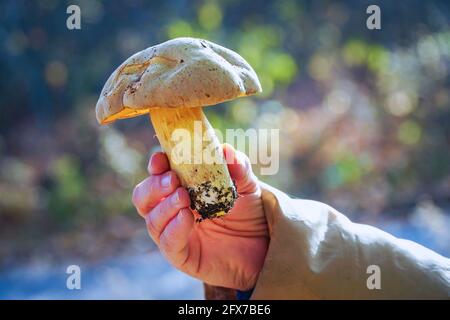 Großer Pilz in der Hand auf unscharfem Hintergrund Stockfoto