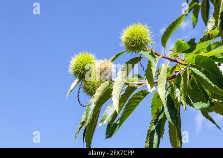 Kastanienblätter und -bur auf blauem Himmel Hintergrund. Korsika, Frankreich Stockfoto