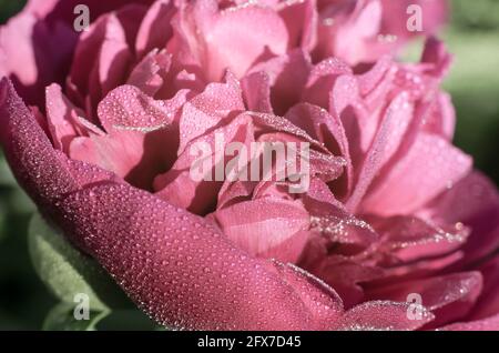 Pfingstrose mit Wassertropfen aus der Nähe. Schönes Makro-Foto mit natürlichem Hintergrund Stockfoto