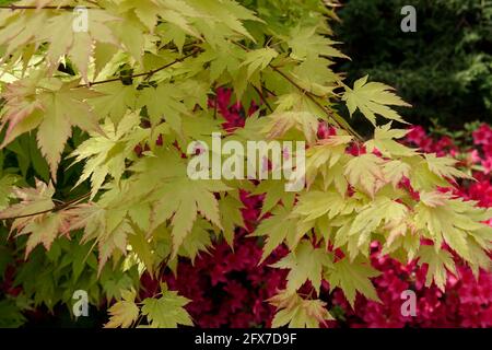 Acer Orange Dream Acer Palmatum Blätter Stockfoto