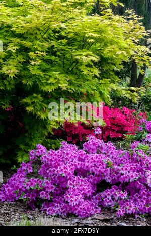 Acer 'Orange Dream' im Frühlingsgarten Rhododendron obtusum im japanischen Garten blüht Stockfoto