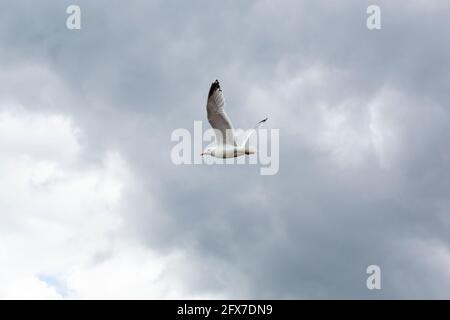 Möwe im Flug mit dramatischen Wolken Stockfoto