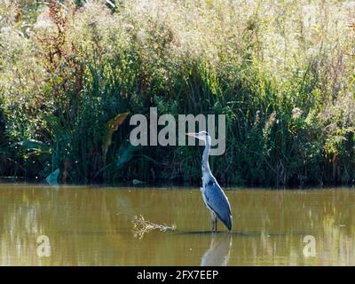 Graureiher Ardea cinerea Sussex, Großbritannien BI031796 Stockfoto