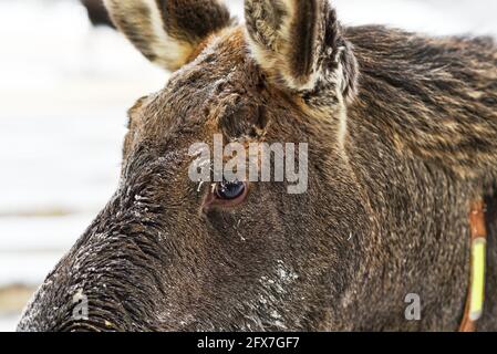 Sumarokowskaja Elchfarm in Kostroma Stockfoto