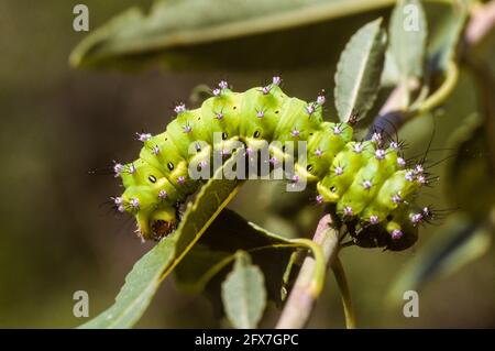 Raupe der Riesenpfauenmotte (Saturnia pyri) Fotografiert in Israel im Dezember Stockfoto