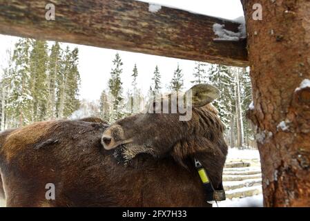 Sumarokowskaja Elchfarm in Kostroma Stockfoto