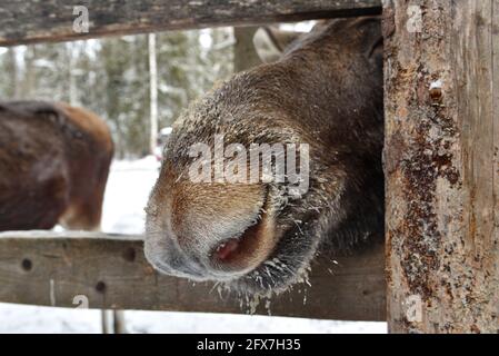 Sumarokowskaja Elchfarm in Kostroma Stockfoto