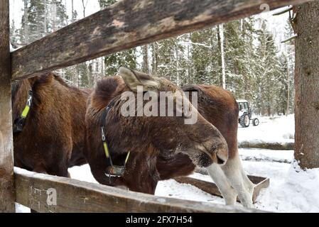 Sumarokowskaja Elchfarm in Kostroma Stockfoto