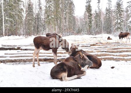 Sumarokowskaja Elchfarm in Kostroma Stockfoto