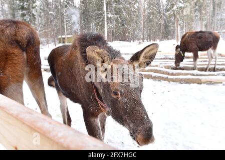 Sumarokowskaja Elchfarm in Kostroma Stockfoto