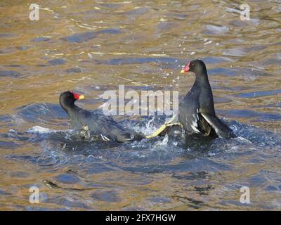 Moorhen - Kampf um das Territorium Gallinula chloropus West Country, Großbritannien BI031861 Stockfoto