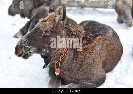 Sumarokowskaja Elchfarm in Kostroma Stockfoto