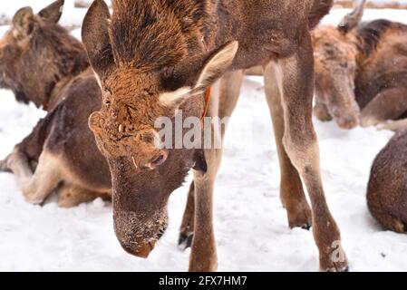 Sumarokowskaja Elchfarm in Kostroma Stockfoto