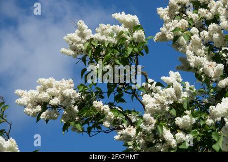 Weißer syringa vulgaris französischer Fliederstrauch - Baum, Syringa Mme Lemoine Stockfoto