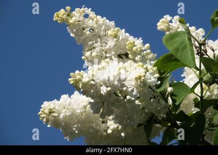 Flieder Syringa vulgaris „Madame Lemoine“ Weiße syringa Flieder-Spitze gegen den Himmel Stockfoto