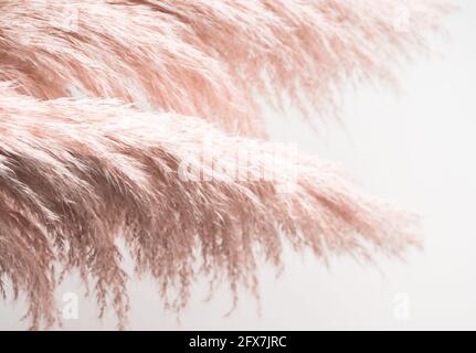 Trendy botanischen Hintergrund mit flauschigen Pampas Gras auf grau. Pflanzendekor im Boho-Stil Stockfoto