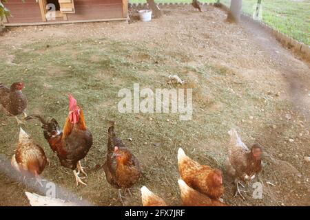 Hühner in einer Freilandfarm. Diese Hühner legen erstklassige Bio-Eier. Selektiver Fokus Stockfoto