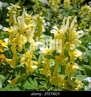 Pseudofumaria alba ist eine kurzlebige mehrjährige Pflanze in der Familie Papaveraceae. Die Blüten sind weiß mit gelben Kehlen, die in Trauben auf kurzen, verzweigten Blüten getragen werden Stockfoto