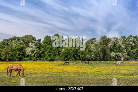 Pferde grasen ruhig in einem Feld von Butterblumen auf einem Maryland Farm im Frühling Stockfoto