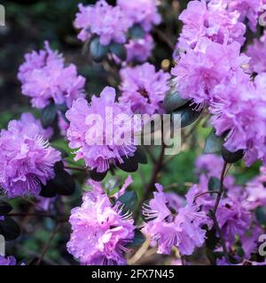 Der immergrüne Rhododendron Hybrid Haaga hat seine leuchtend rosa Blüten vollständig geöffnet. Hintergrundbild Stockfoto