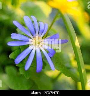 Anemonoides blanda, syn. Anemone blanda, die Balkananemone, die griechische Windblume oder Winterwindblume, ist eine Art blühender Pflanze aus der Familie R Stockfoto