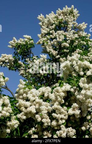 Weißer syringa vulgaris französischer Fliederstrauch - Baum, Syringa Mme Lemoine Stockfoto