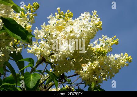 Syringa „Primrose“ Flieder Weißer Stachel Gelb Farbe Französisch Flieder Syringa vulgaris Flieder Blumen blühende Sträucher Blume blühende Blüten Frühling Stockfoto