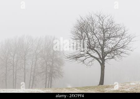 Bäume auf einem nebligen Golfplatz im Winter Stockfoto