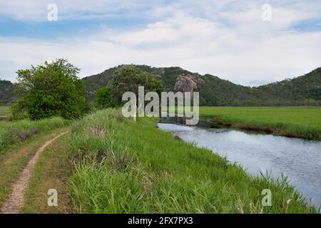 Blick auf den Feuchtgebiet-Pfad im Gemeinderaum der Stadt von den vielen Gipfeln Wanderung zum Mount Marlow, Townsville Town Common Queensland, Australien. Stockfoto