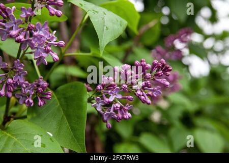 Syringa Vulgaris Flieder oder gemeinsame lila Blume auf Busch im Garten Stockfoto
