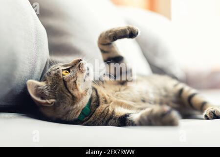 Niedliche kleine verspielte flauschige kleine tabby Katze entspannen Genießen Sie liegen, spielen und träumen auf gemütlichen weichen Sessel im Hinterhof in warmen Sonnenuntergang Lichter. Lustig Stockfoto