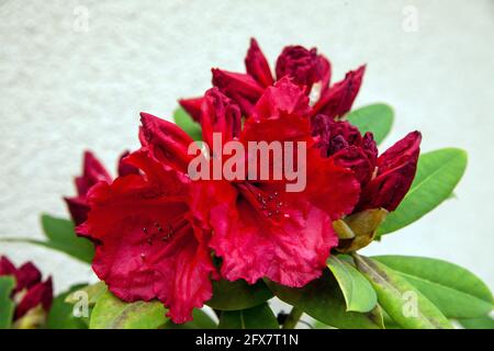 Rhododendron-Blüten Stockfoto
