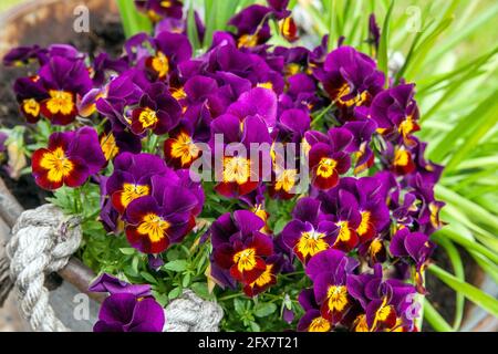 viola Tricolor Stiefmütterchen Blumenbeet blühen im Garten Stockfoto