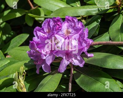 Blühender lila Rhododendron im Frühling Stockfoto
